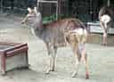 二ホンジカの写真 20